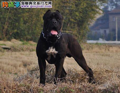 从饮食到卫生 成年卡斯罗犬的饲养方式是怎样的