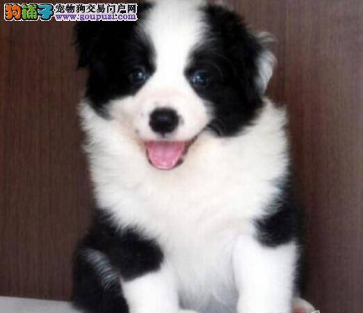 边境牧羊犬早上吃饭后都吐了这是怎么了