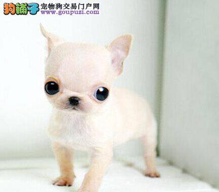 我家吉娃娃口吐黄清水带白沫不知道如何医治