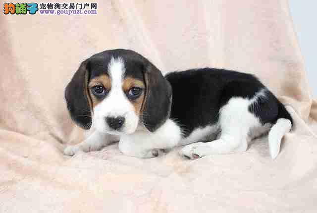 比格犬患上狗瘟应如何医治，有方法吗