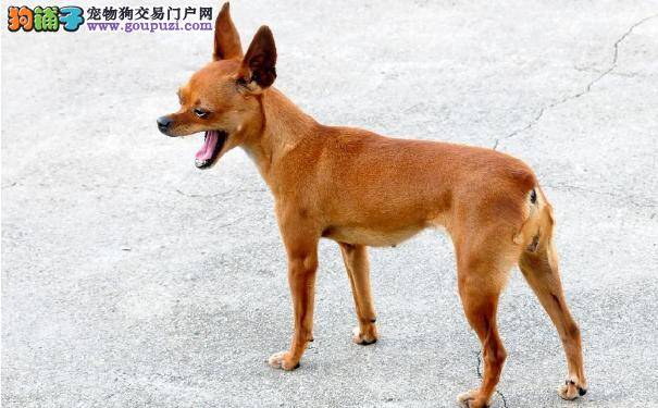 鹿犬和吉娃娃的区别诀窍 鹿犬和吉娃娃价格对比