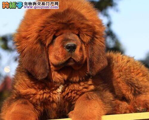 我家藏獒最近感冒，起不来了如何是好