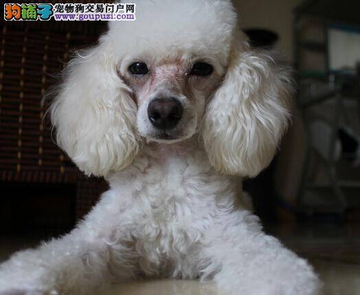 如何科学饲养高龄贵宾犬 让它安享晚年