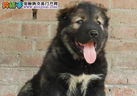 纯种高加索犬的体形要符合的八个基本标准