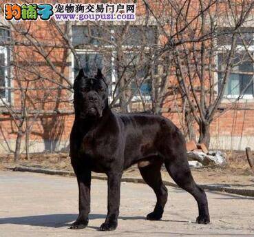 养犬心里不打鼓 饲养卡斯罗犬有哪些常见的误区