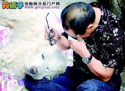 成都一年近13岁的大白熊犬走完了它幸福的一生