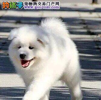 萨摩耶的便便不成形，水分很多是什么问题