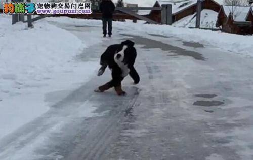 滑稽狗狗冰面滑行 搞笑姿势让逗笑众人