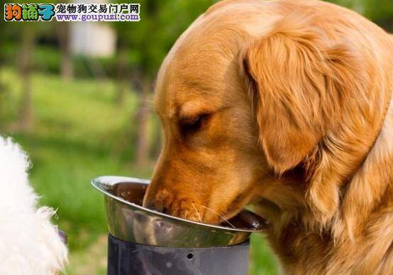 金毛犬喝什么水好 饮水量对金毛犬很重要