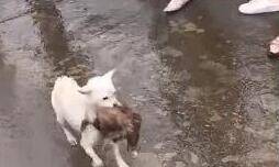 伟大的母爱！狗妈妈冲进洪水中救出被困狗宝宝！