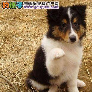 喜乐蒂犬眼睛有点发炎应怎么办