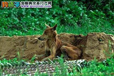 主人猝逝 忠犬坟前守护两星期拒绝吃食