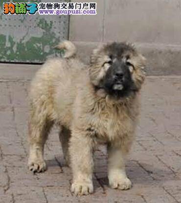 应对狗狗挑食有对策 怎样改正高加索犬的坏习惯