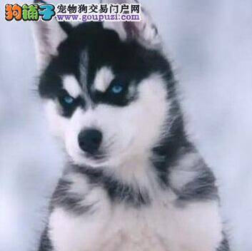 饲养不容易 哈士奇不吃狗粮的四大原因