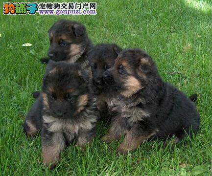 狗狗疾病知识普及 狼狗急性胃炎的症状与治疗