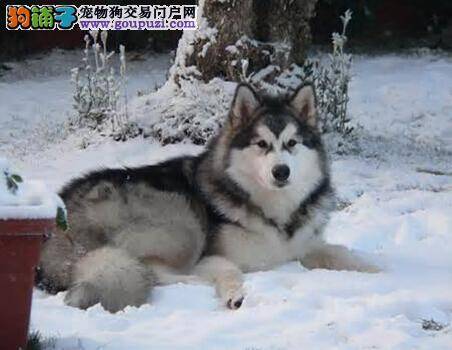 巧妙区分阿拉斯加雪橇犬与哈士奇