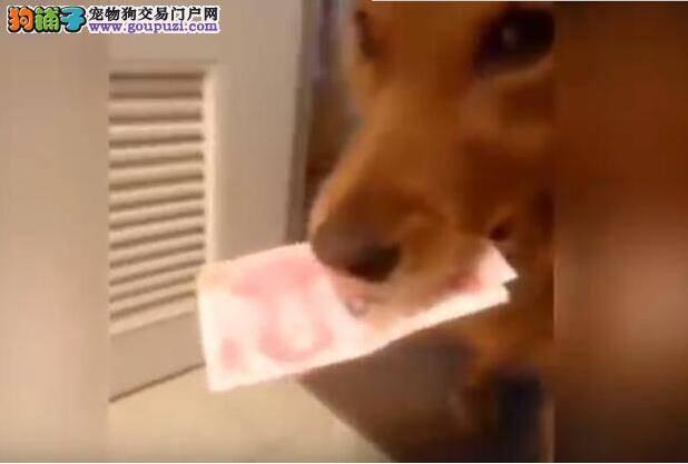 主人上厕所忘记带纸 贴心的黄金猎犬帮他叼来一沓钱