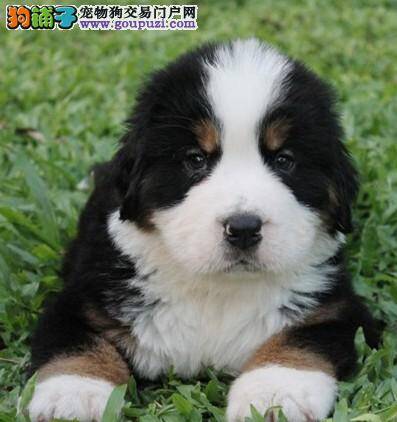 从没养过伯恩山犬的主人们应该注意哪些问题