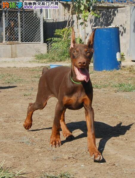 杜宾犬老喜欢啃墙角吃石头如何是好