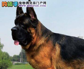 德国牧羊犬吐血，便便是黑色的是什么情况