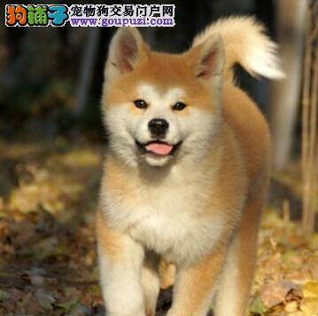 特别提示 秋田犬常备的外科急救品有哪些