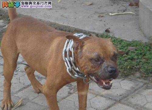 紧急措施之如何处理比特犬食物中毒的问题