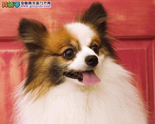 蝴蝶犬肚皮发黑是什么情况