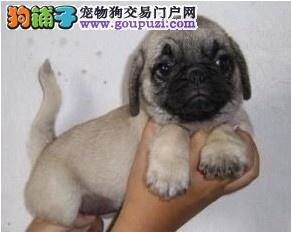 巴哥犬最近一直在拉稀应怎么办