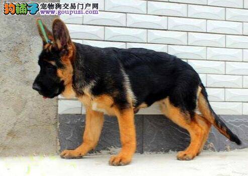 寒冷季节 如何饲养年幼的德国牧羊犬