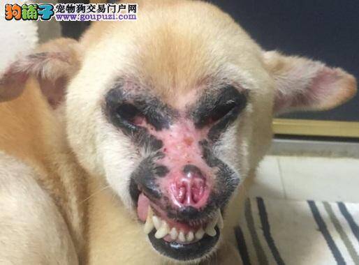 脸被侵蚀、眼睛长黑色素瘤，蝙蝠脸狗奋力抗癌