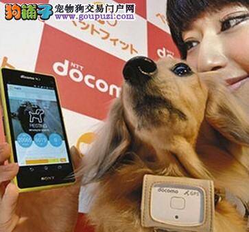 日本研发出狗狗专用远程管理智能手机