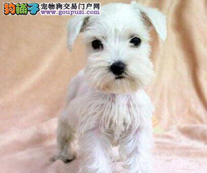 雪纳瑞幼犬的购买要按照哪些原则进行