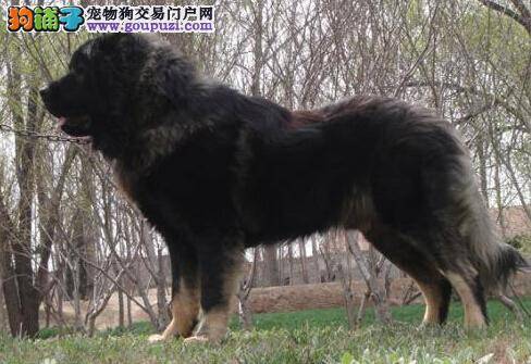 选狗百事通 优秀的高加索犬具备哪些特征