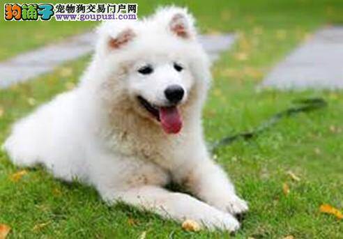如何选购一只健康又聪明的萨摩耶幼犬