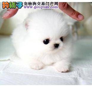 茶杯犬肛门红肿发炎求有效的治疗方法