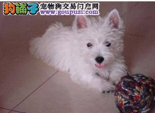 西高地皮肤发红严重脱毛是怎么回事