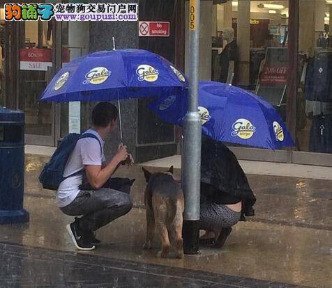 狗狗被栓路旁无法躲避暴雨 爱心情侣义务为狗遮雨