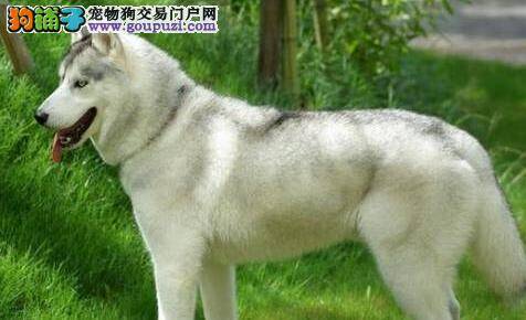 选狗学问——领养成犬