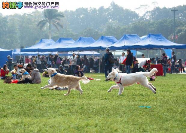 派对动物与汪共舞秋日嘉年华，带狗狗到西九狂欢