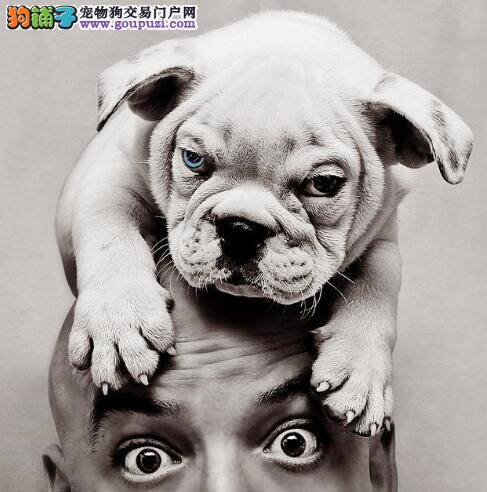 日常遛狗必备用品 带斗牛犬出门会用到哪些物品
