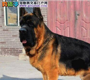 德国牧羊犬孕期需要远离的食物