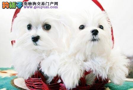 马尔济斯犬在冬季不能过早的穿衣服