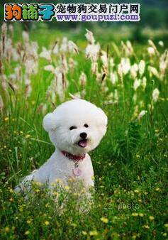 整理一些给比熊犬梳理毛发的手法和相关知识