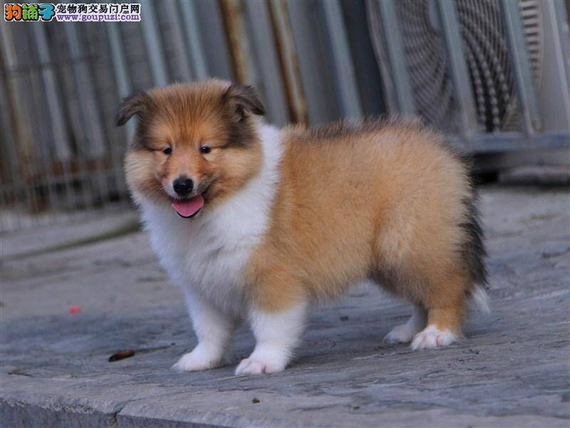 想要购买苏格兰牧羊犬请看这里