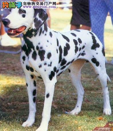 斑点狗最近拉稀，呕吐是患上细小了吗