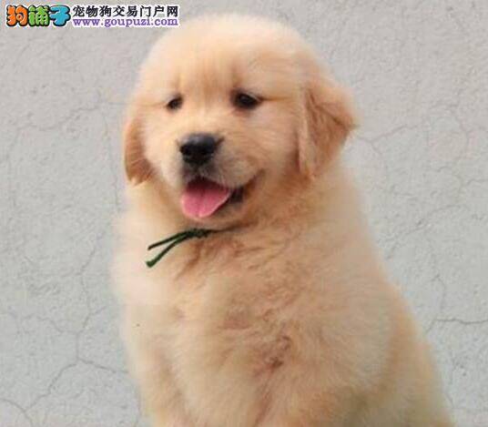 金毛犬平时吃的很多，但越来越瘦怎么办