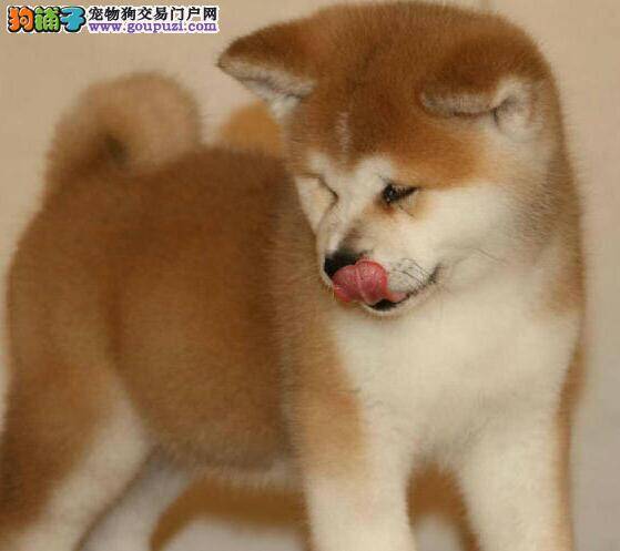 秋田犬有点不爱吃饭是什么原因