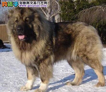 高加索犬多少钱一只？价格受体型颜色影响