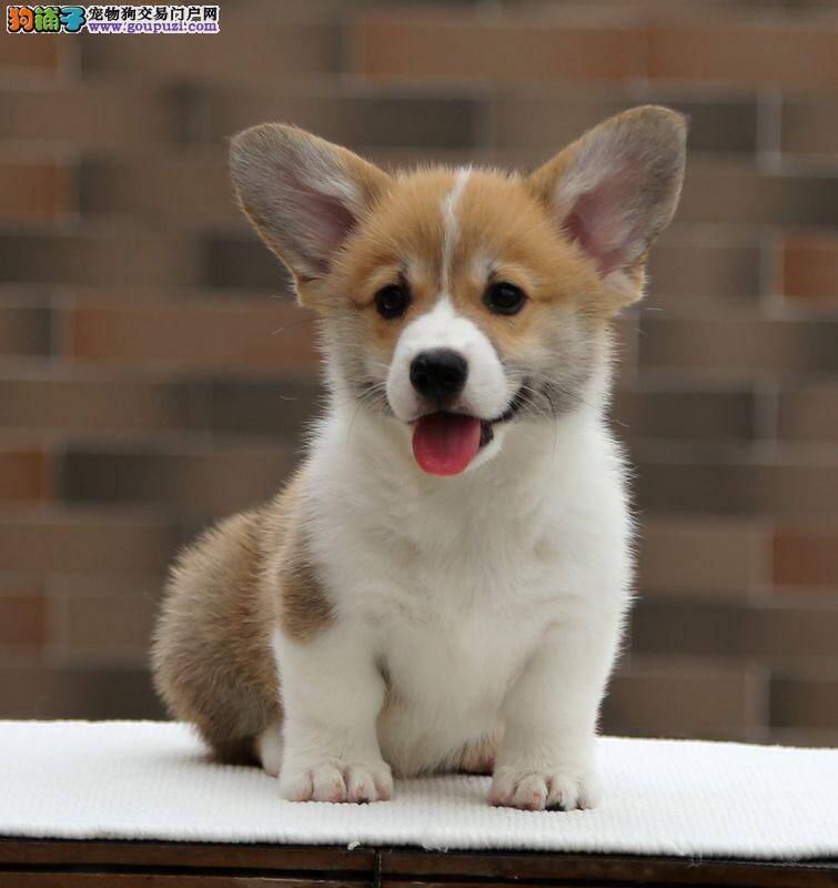 柯基犬最近有点便秘应如何是好