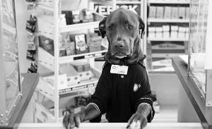 美便利店顾客盈门全因有个最好的雇员“狗店员”